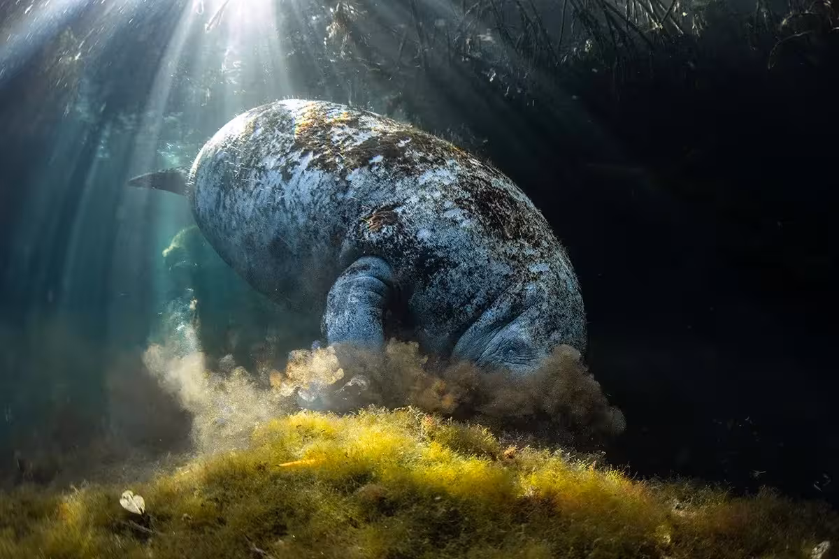 Foto: Mangrove Photography Awards 2025