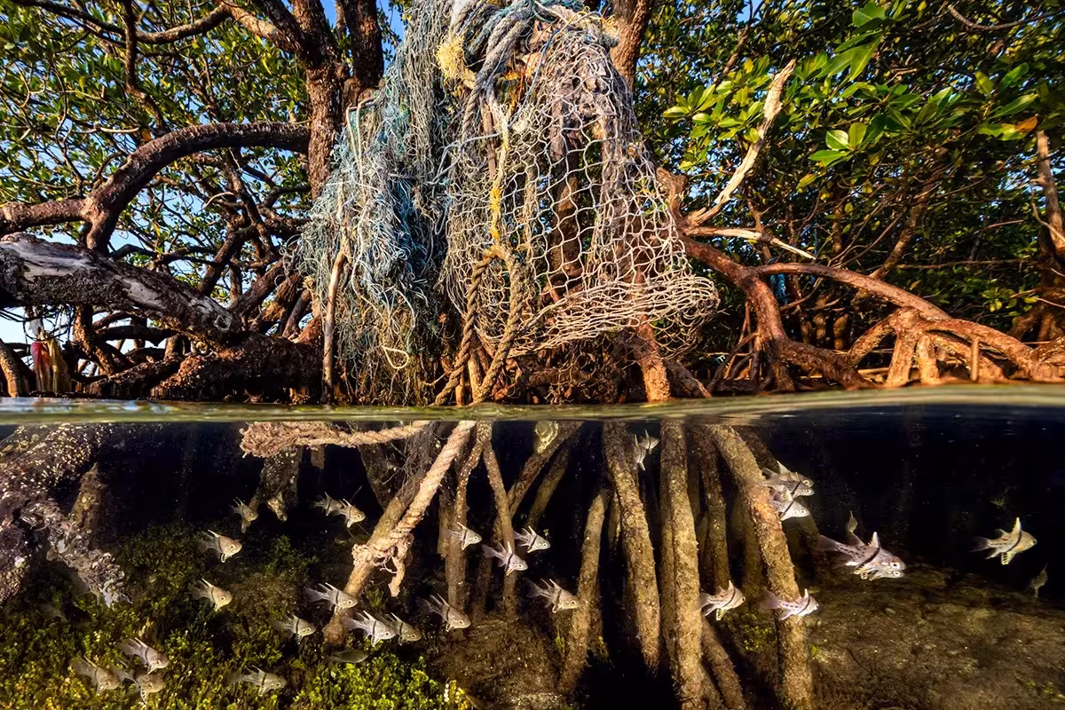 Foto: Mangrove Photography Awards 2025