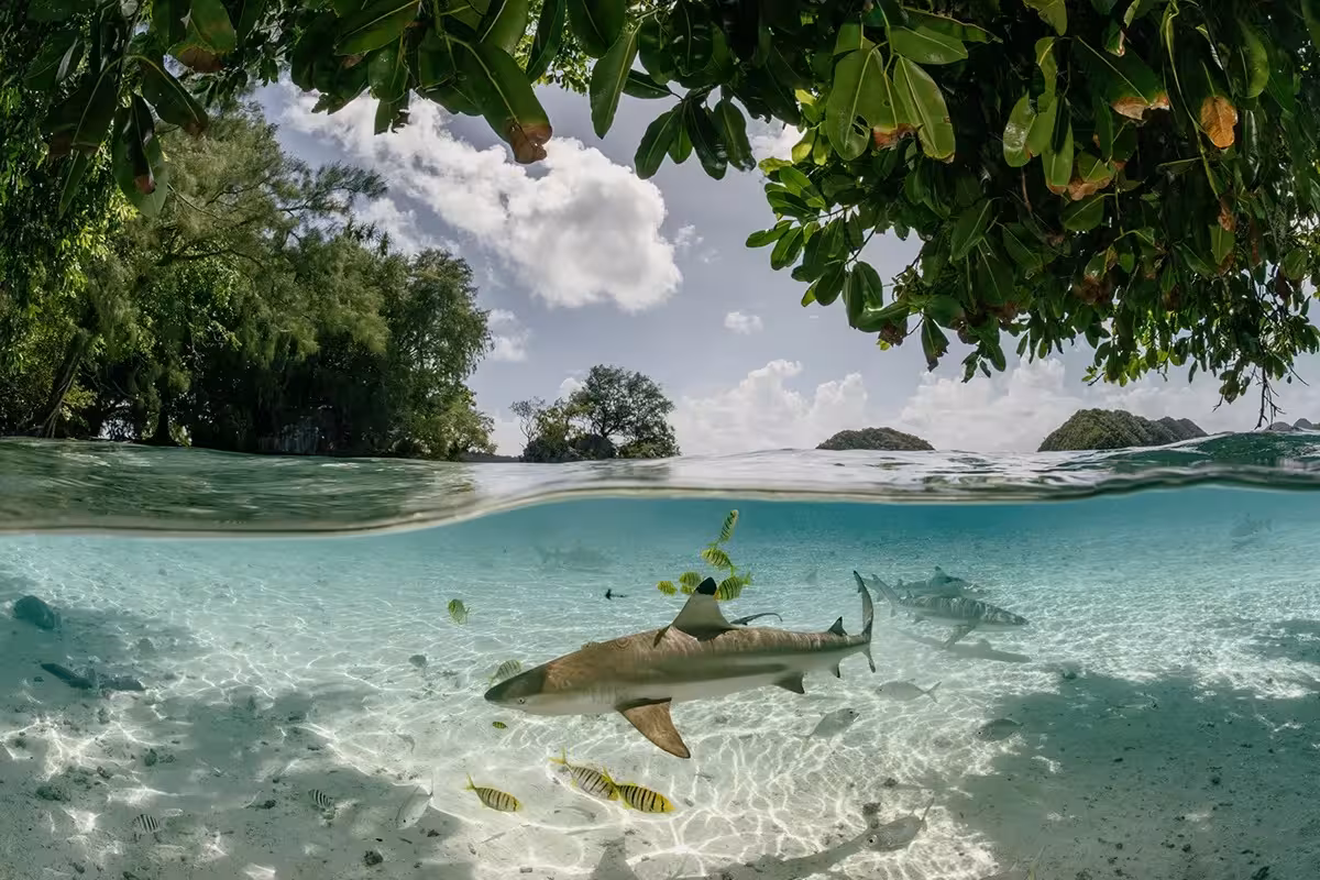 Foto: Mangrove Photography Awards 2025