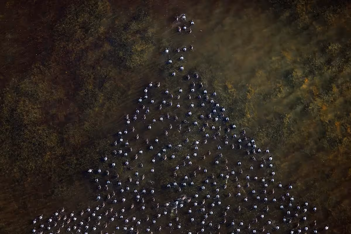 Mangrove Foto: Photography Awards 2025