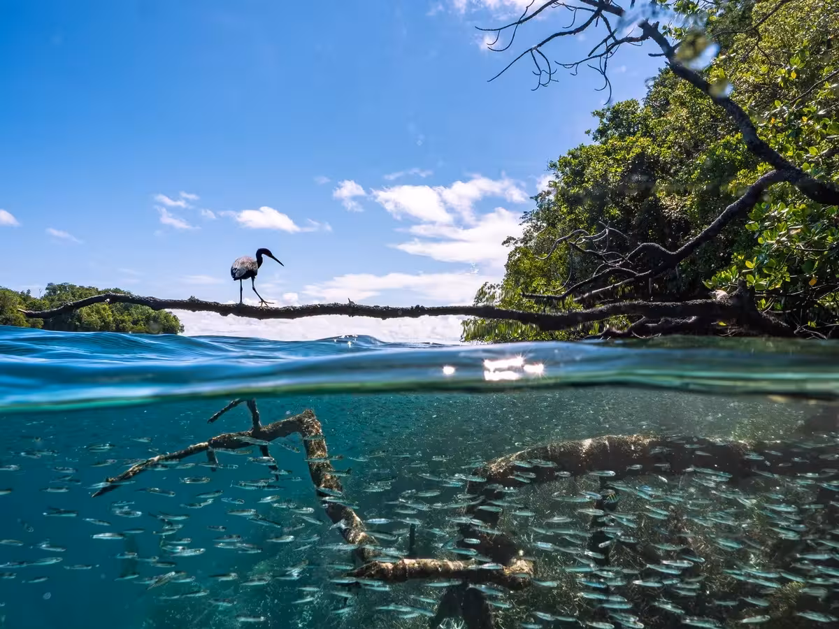 Mangrove Foto: Photography Awards 2025