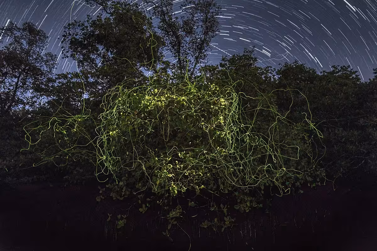 Foto: Mangrove Photography Awards 2025