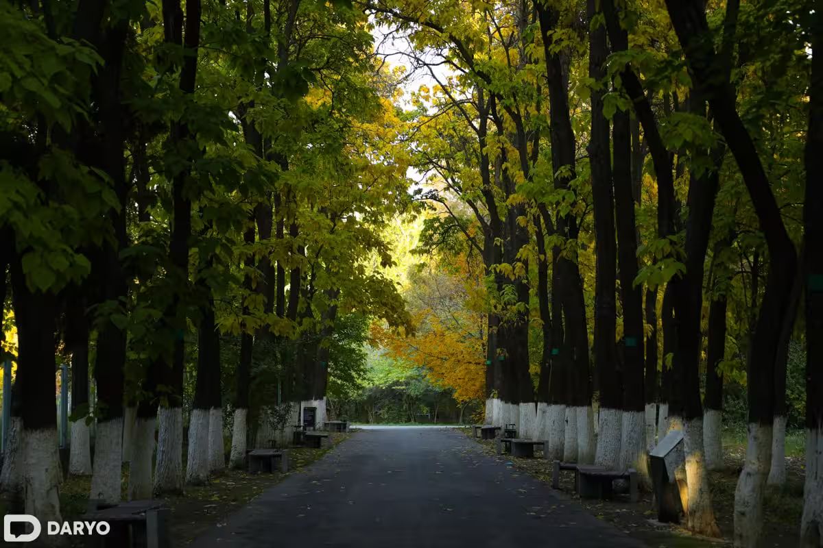 Deputato afferma che la moratoria ha salvato quasi mezzo milione di alberi, opponendosi all’iniziativa di Nazarov