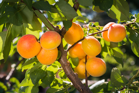 Uzbekistan set to become world’s second-largest fresh apricot exporter, says EastFruit 