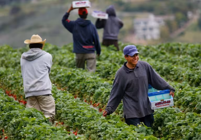 Tramp migrantlarga AQSH fermalarida qolishga ruxsat berishini aytdi 