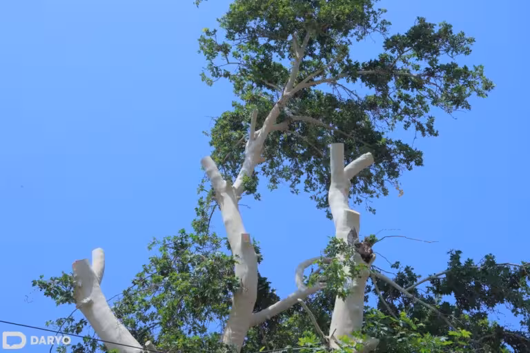 Uzbekistan approves target indicators for forest resource use through 2030 