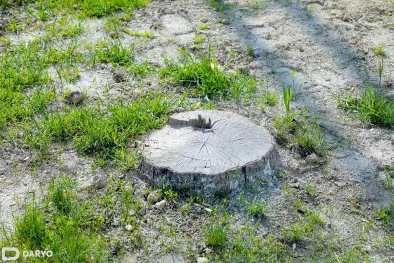 Uzbekistan’s Ecoparty opposes Murod Nazarov’s call to end tree-cutting moratorium, citing risk of ecological harm 