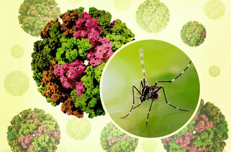5,6 mlrd odam xavf ostida: JSST chikungunya virusi epidemiyasini e’lon qildi