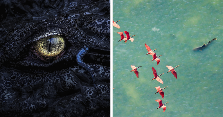 Ёввойи табиатнинг яширин олами: Mangrove Photography Awards 2025 танловида эътироф этилган 16 та гўзал сурат