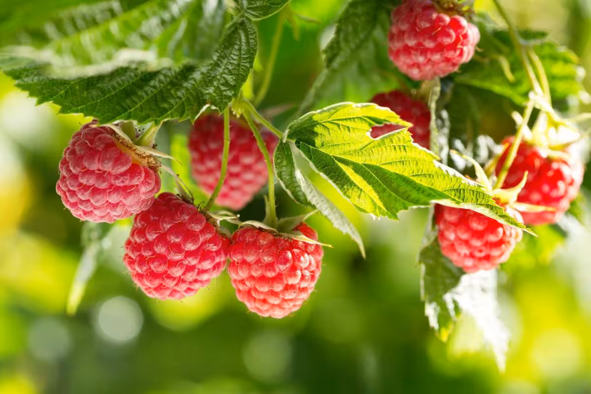 Foto: iStock