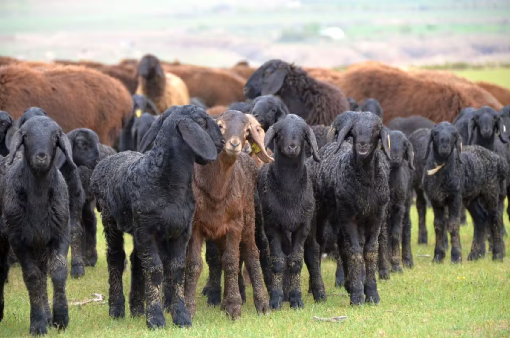 Uzbekistan to import 100,000 sheep and goats from Mongolia by end of 2025 