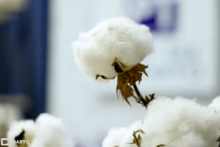 Uzbekistan weighs U.S. cotton imports amid expanding trade talks